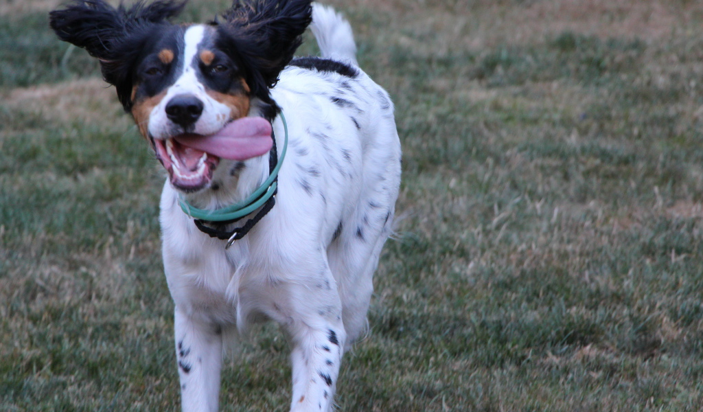 Счастливый английский сеттер бежит к хозяину