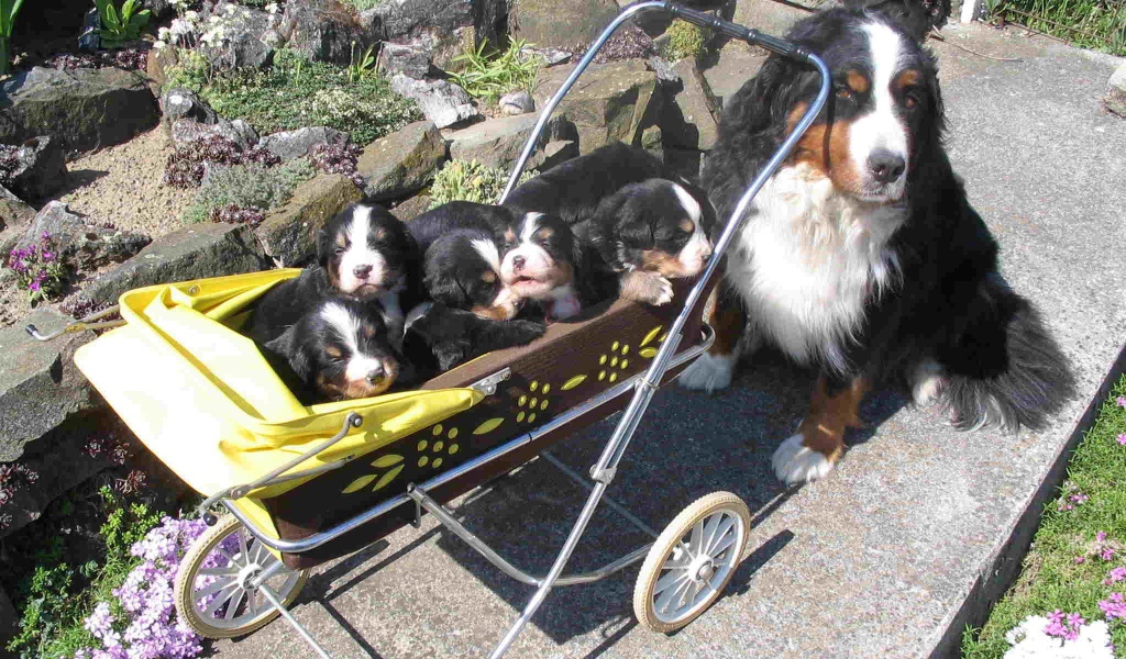Счастливые щенки бернской пастушьей собаки с мамой
