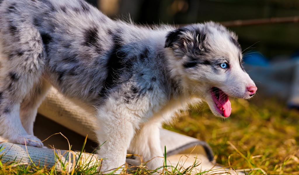 Счастливый щенок австралийской овчарки