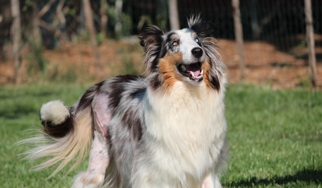 Счастливая собака породы шелти