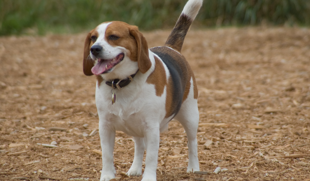 Счастливая собака породы бигль