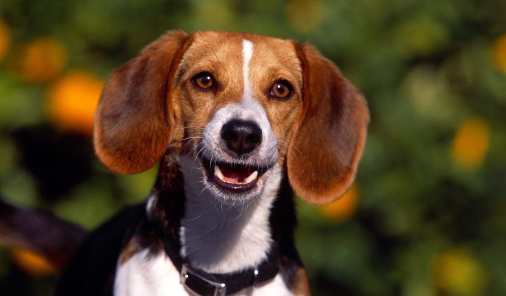 Счастливая собака породы бигль увидела хозяина