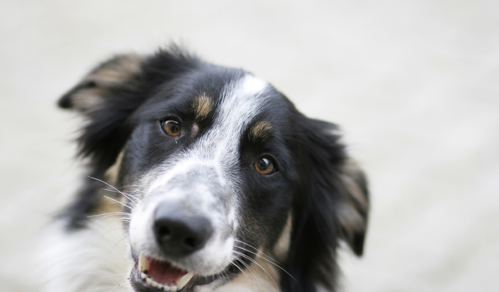 Счастливая бордер-колли крупным планом
