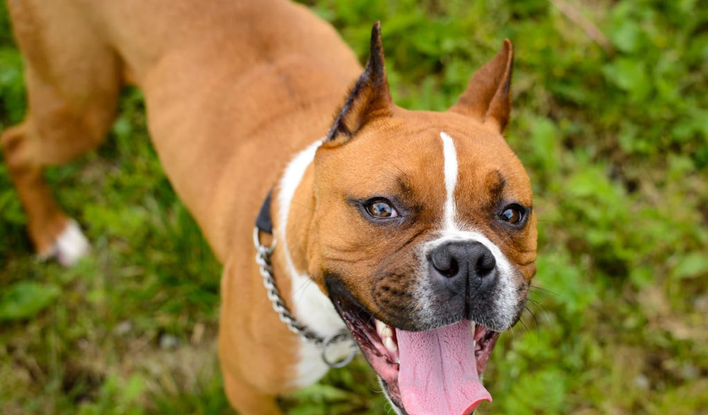 Счастливый боксёр любит фотографироваться