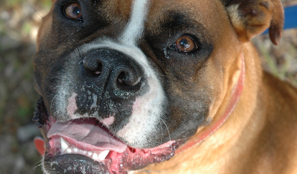 Счастливый боксёр смотрит на фотографа