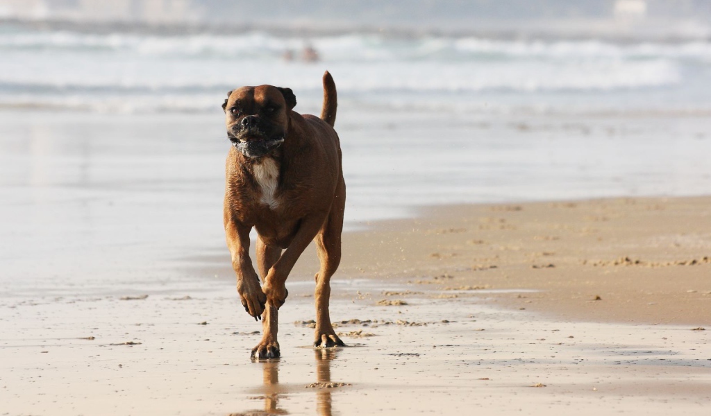 Счастливый боксёр бежит по берегу моря