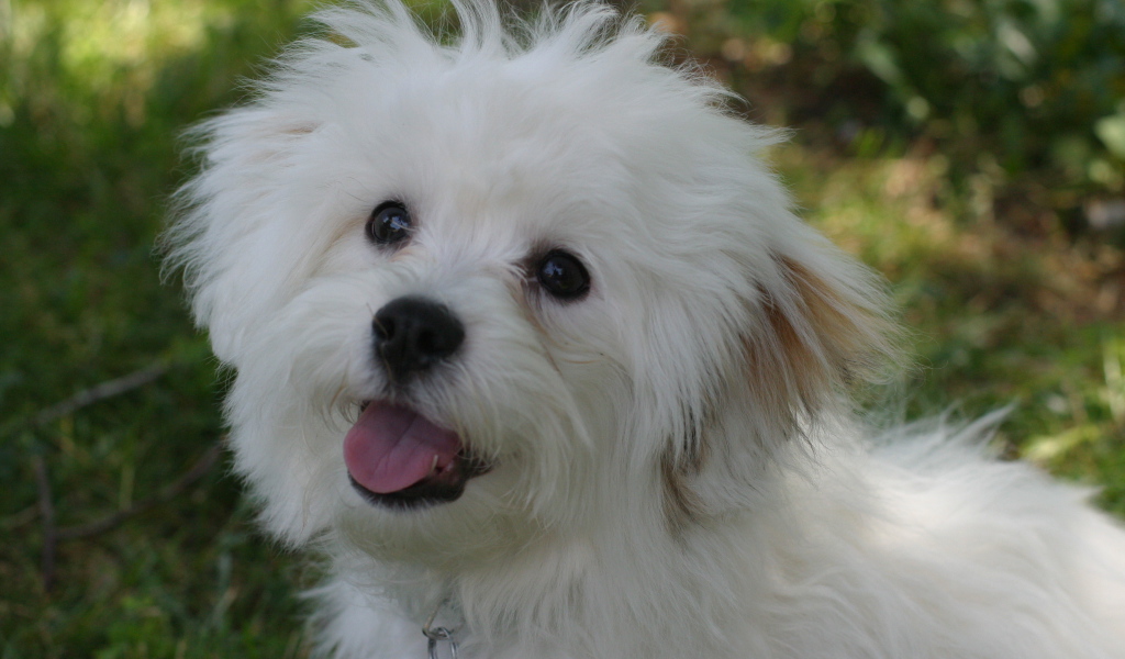 Счастливая собака породы бишон-фриз просит лакомство