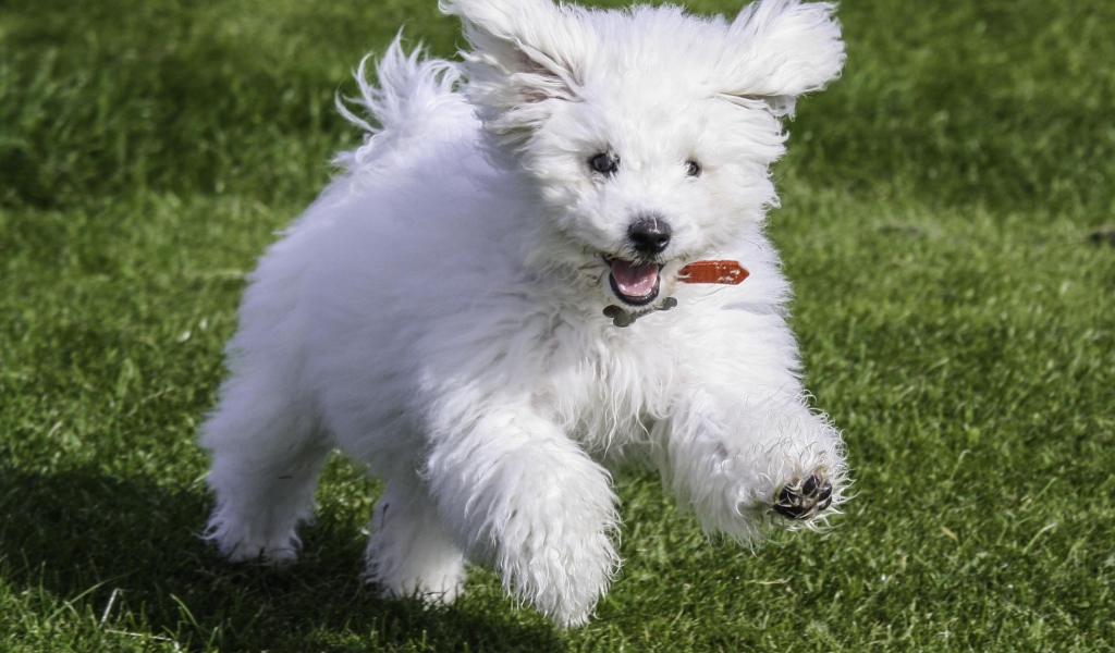 Счастливая собака породы бишон-фриз бежит по лужайке