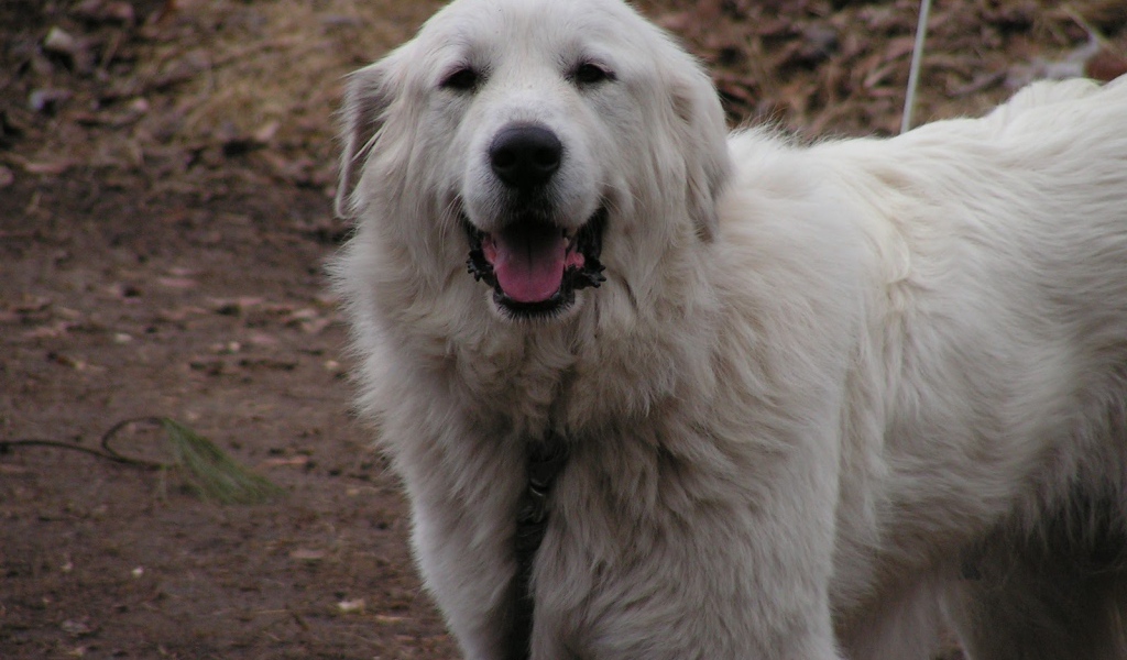 Счастливая большая пиренейская собака