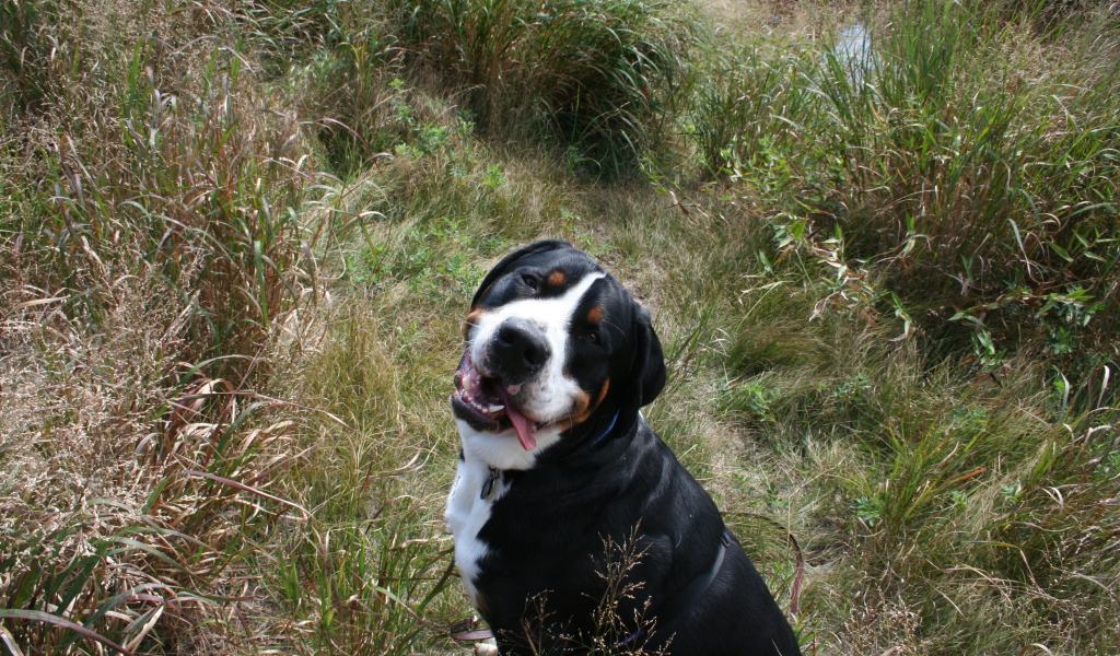 Счастливый большой швейцарский зенненхунд в высокой траве