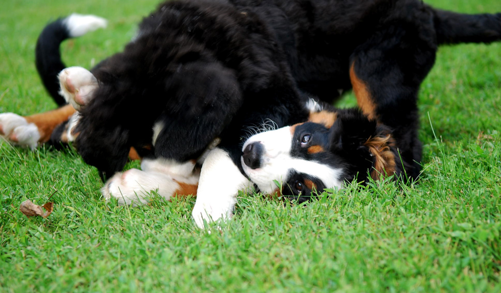 Счастливые щенки бернской пастушьей собаки играют на газоне