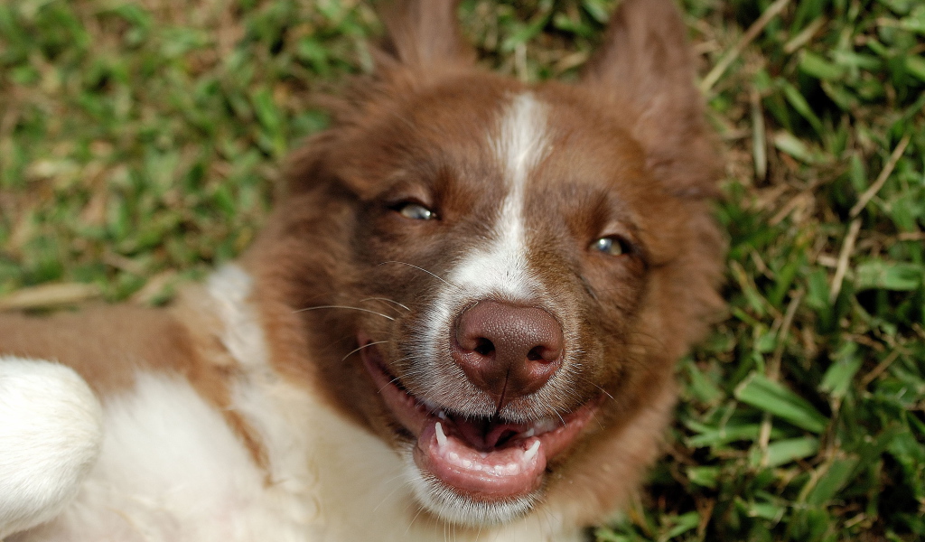 Счастливая рыжая бордер-колли