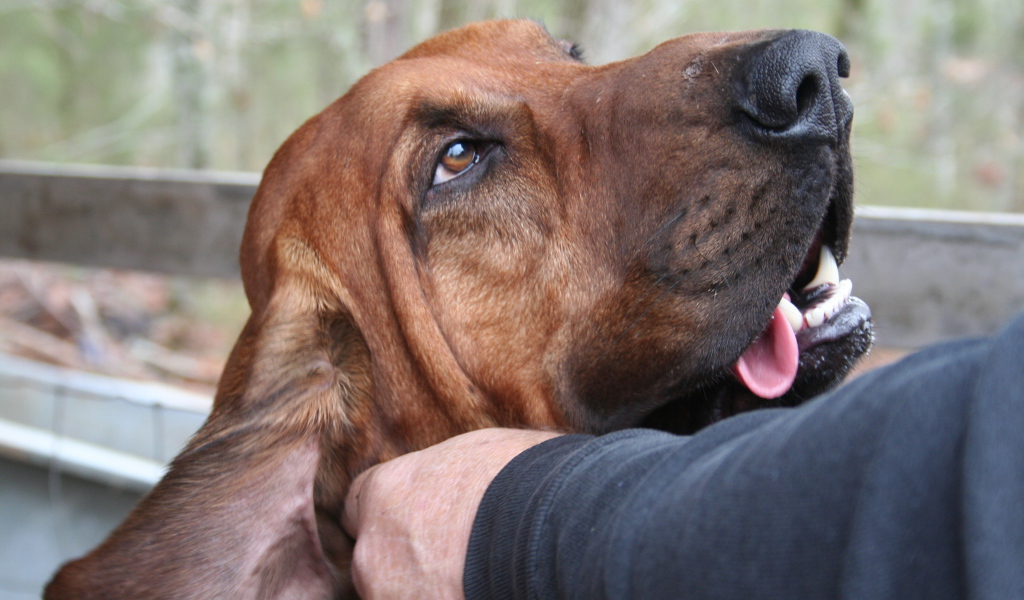 Хозяин чешет ухо бладхаунду