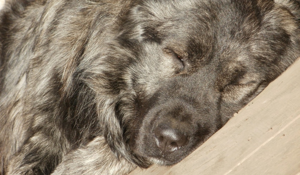 Огромная Кавказская овчарка спит