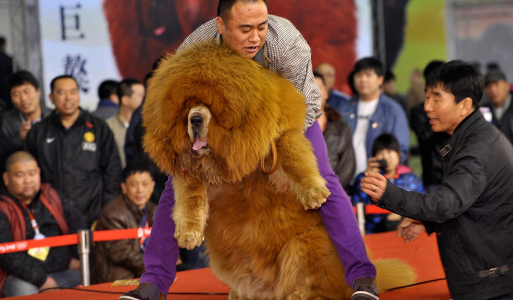 Огромный тибетский мастиф на выставке