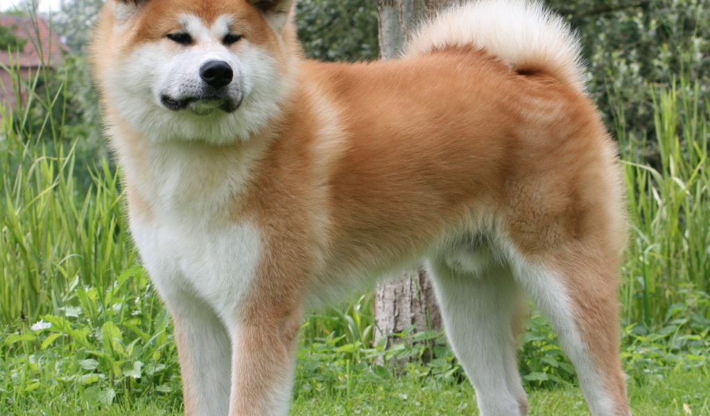 Огромная Кавказская овчарка