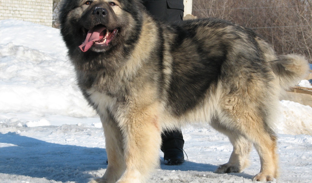 Огромная Кавказская овчарка на снегу