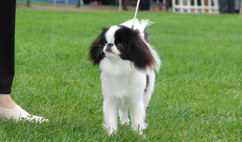 Японский хин на собачьей выставке