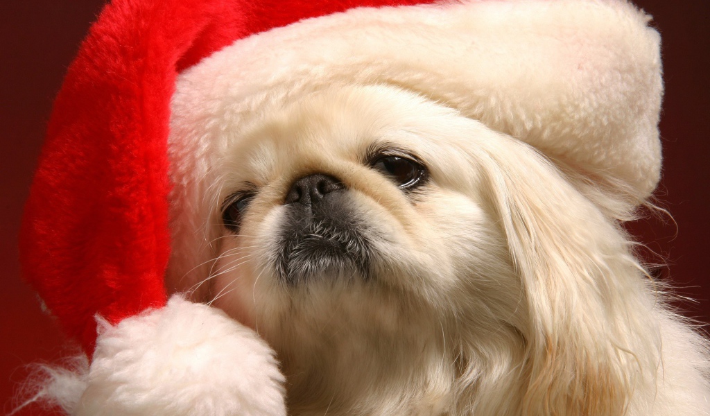 Японский хин в шапке Деда Мороза