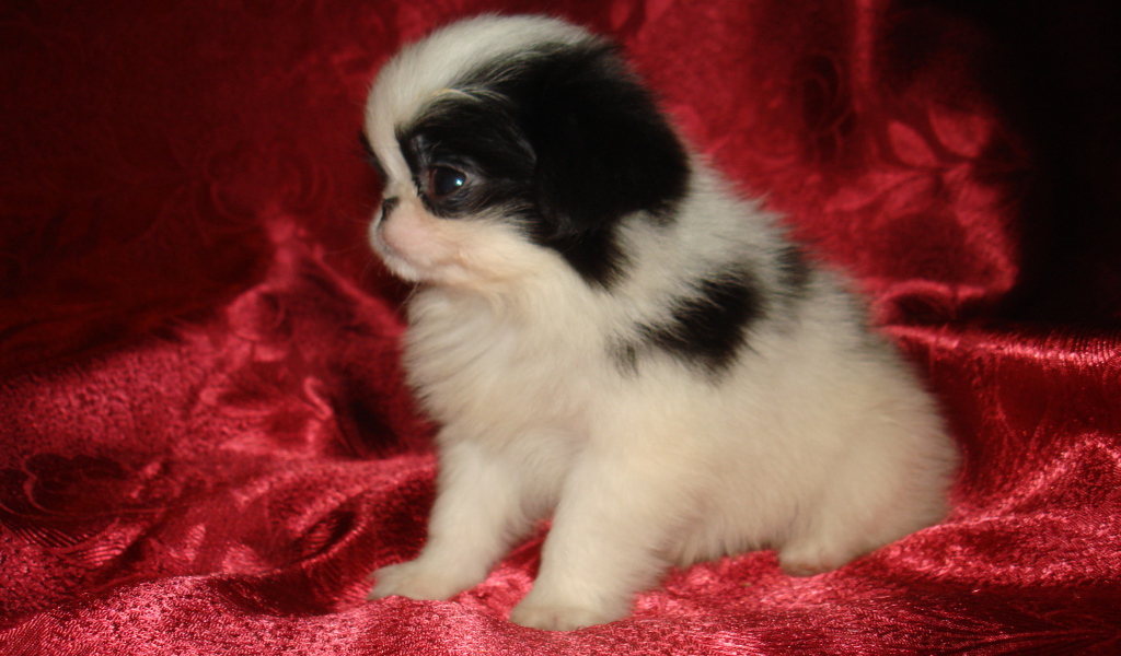 Щенок японского хина