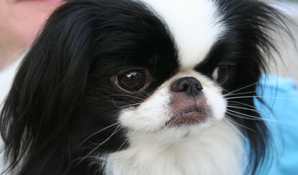 Японский хин крупным планом