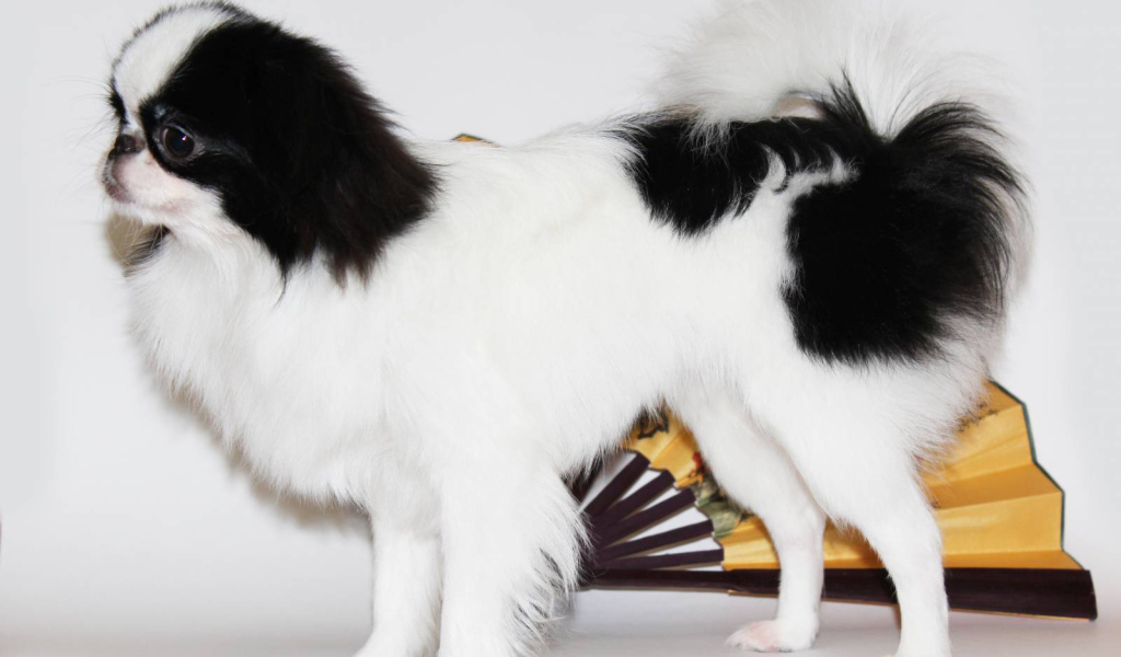 Японский хин на белом фоне