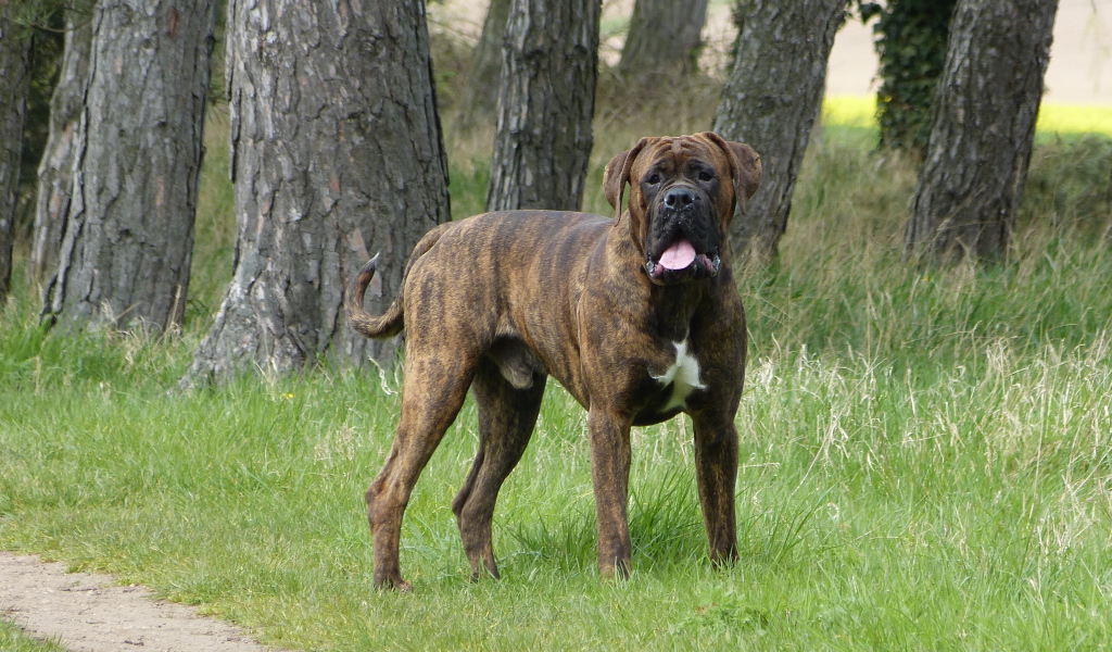 Крупный боксёр на прогулке