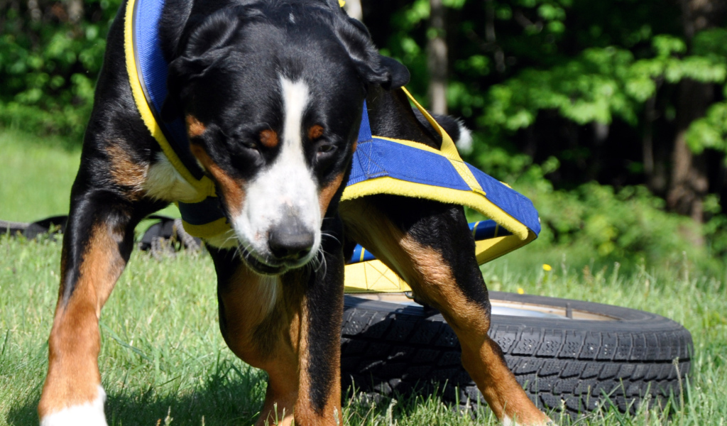 Ленивый большой швейцарский зенненхунд