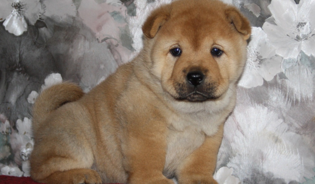 Маленький чау-чау