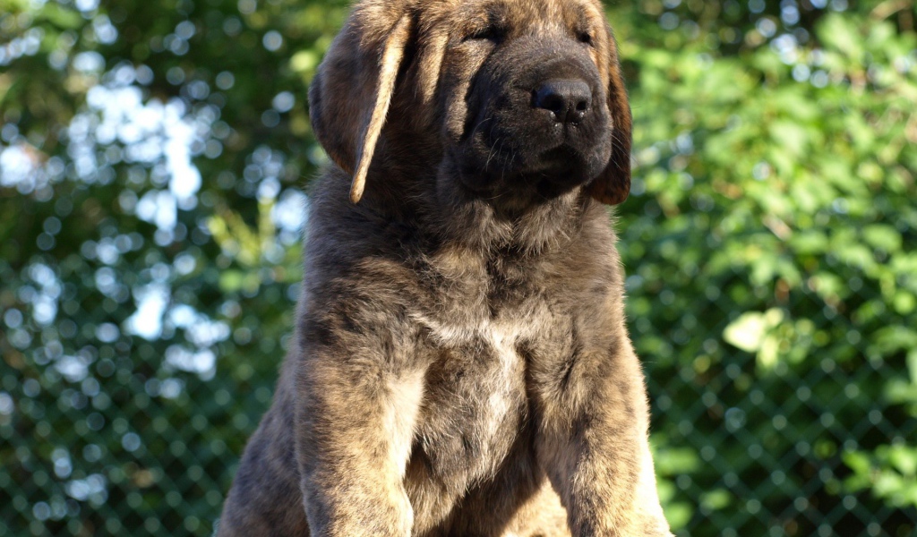 Маленький Испанский мастиф на столе