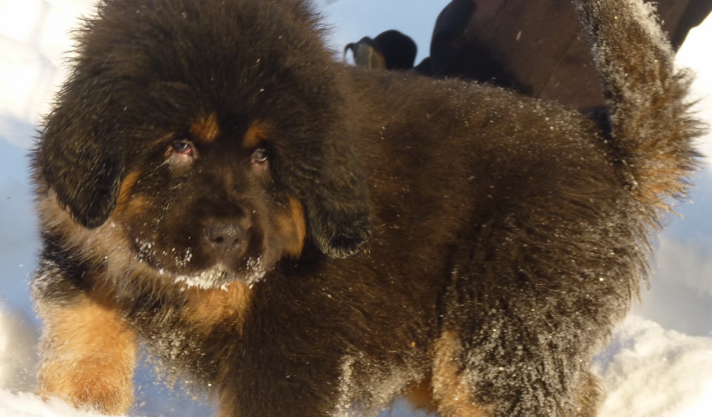 Маленький тибетский мастиф на снегу