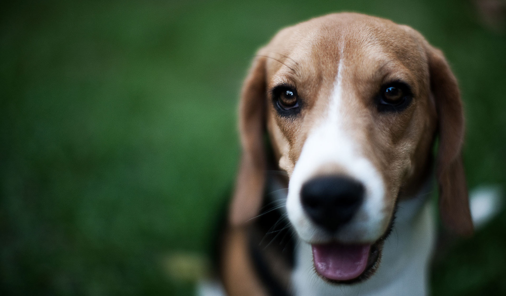 Маленький милый Грейхаунд