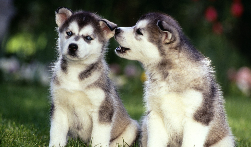 Маленькие Щенки сибирских хаски