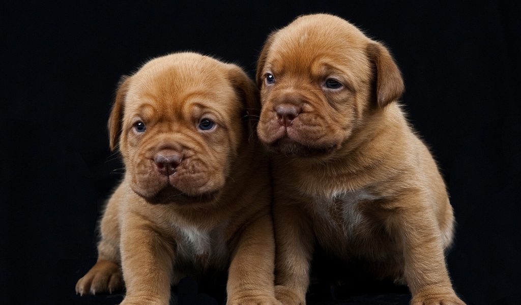 Маленькие щенки Бордоского дога 