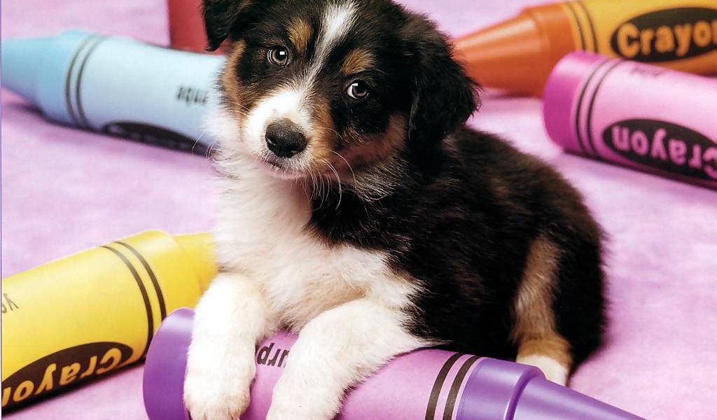 Маленькая грустная собачка