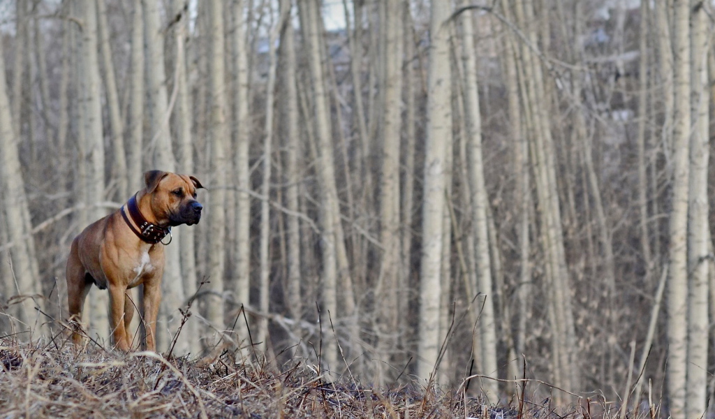 Одинокий боксёр в пустом лесу