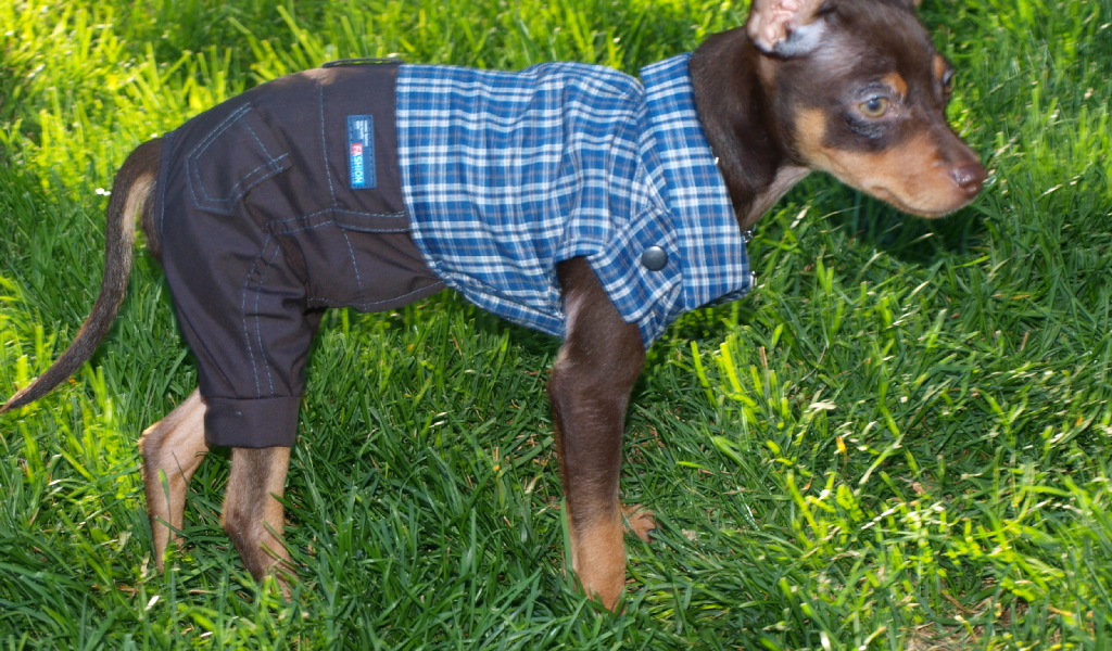 Карликовый пинчер одетый как мальчик