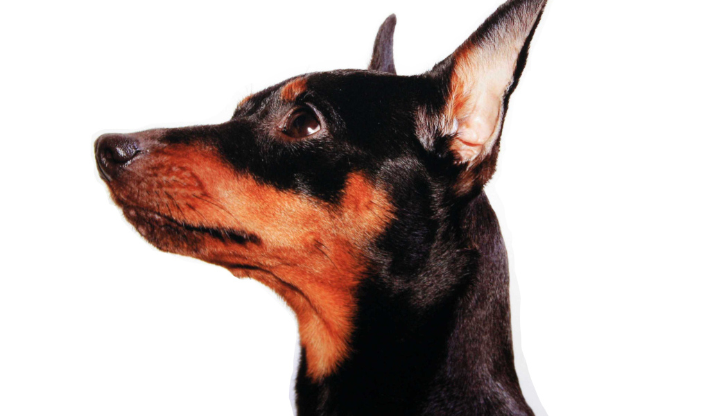 Карликовый пинчер лицо крупным планом