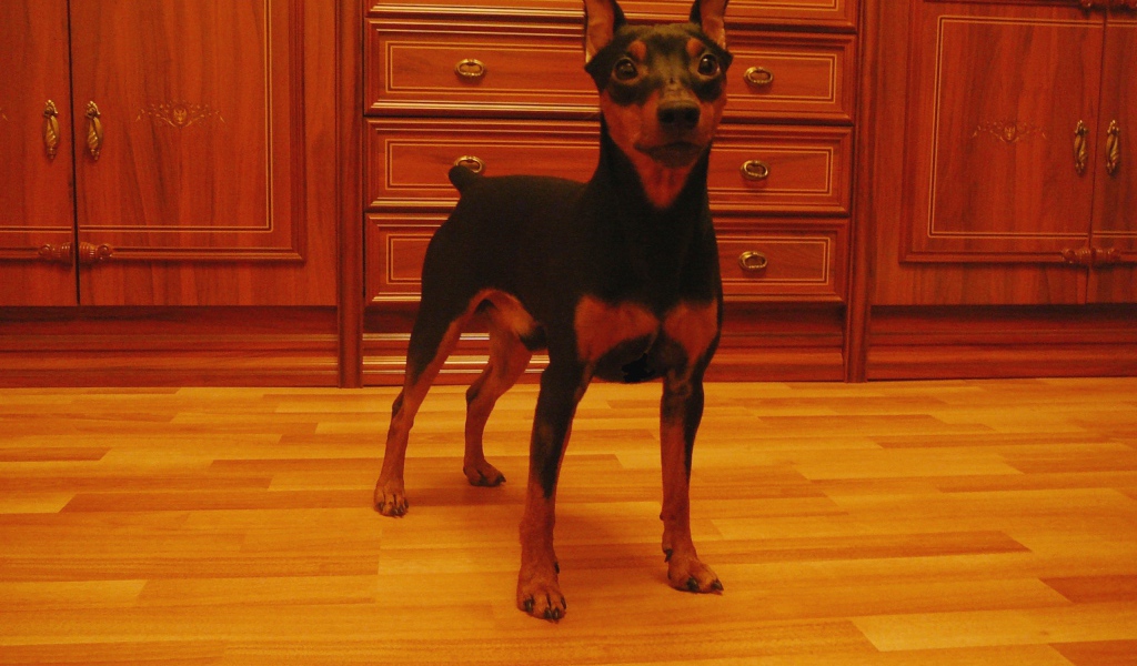 Карликовый пинчер на кухне