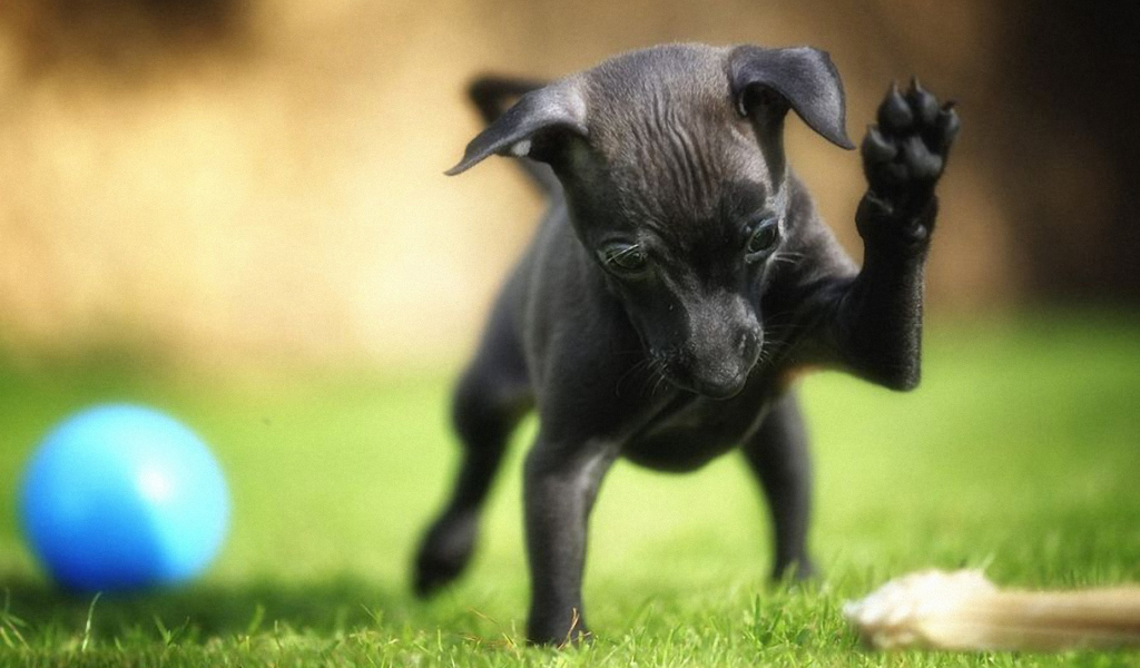 Карликовый пинчер играет во дворе