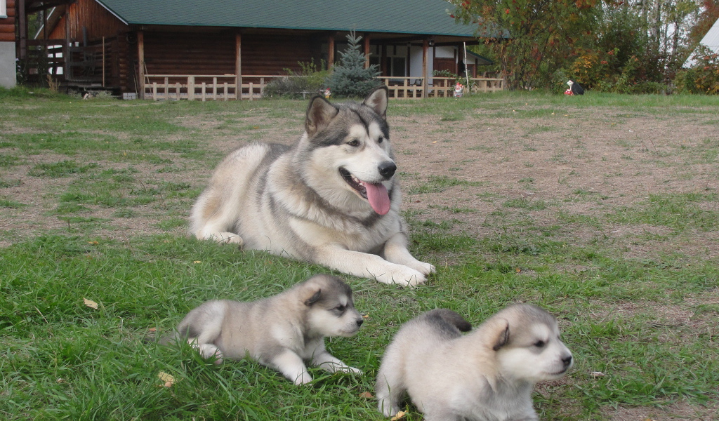 Мама и щенки аляскинского маламута