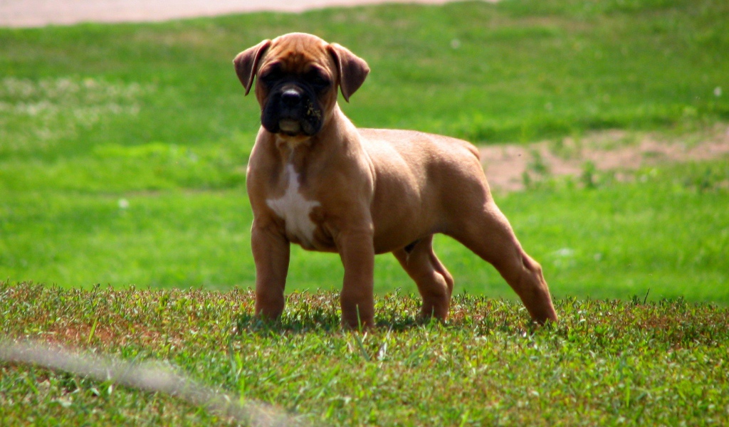 Мускулистый щенок боксёра на траве