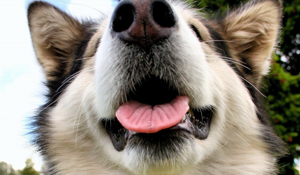 Морда Аляскинского маламута