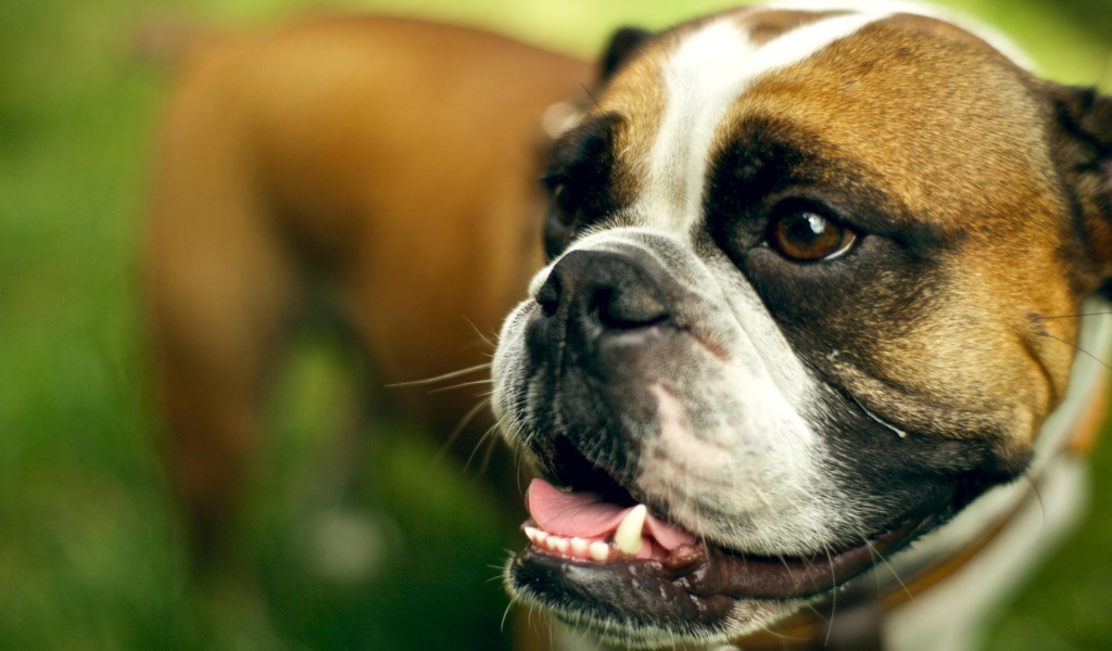 Морда счастливого боксёра