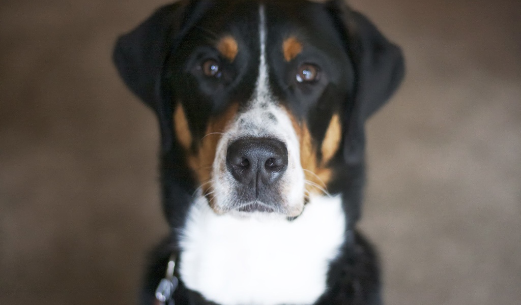 Нос большого швейцарского зенненхунда