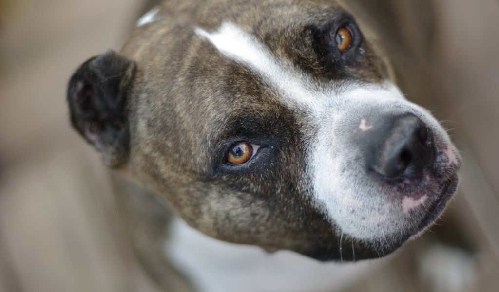 Питбуль, умный взгляд