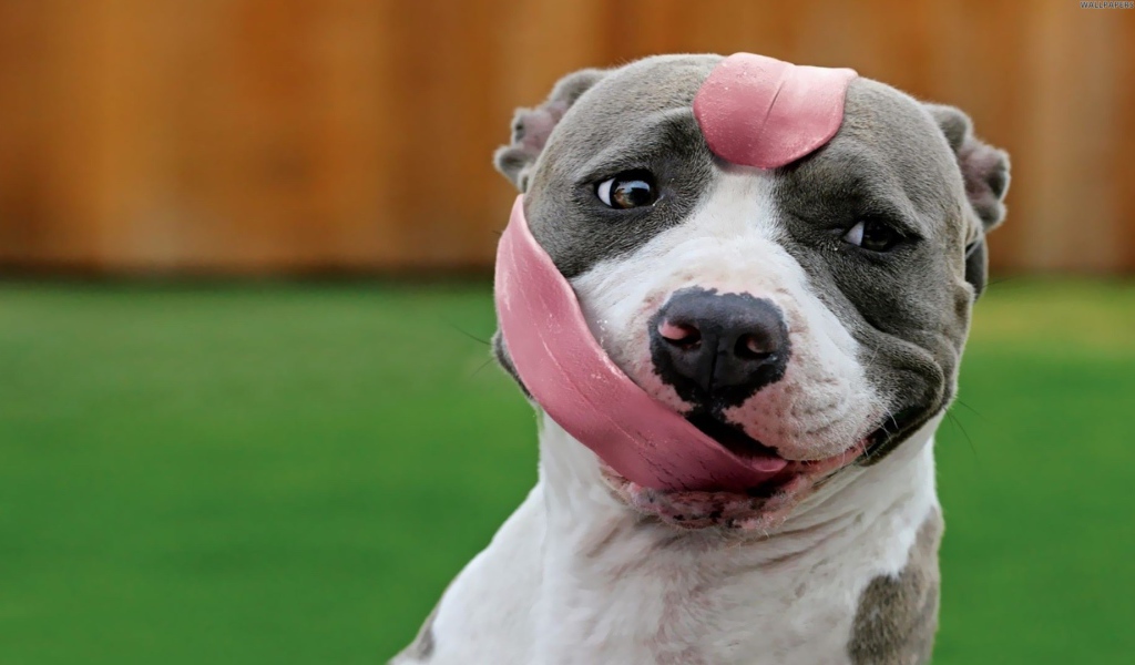Pitbull with tongue
