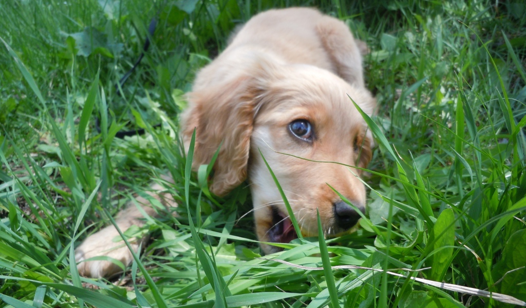 Игривый английский кокер-спаниель