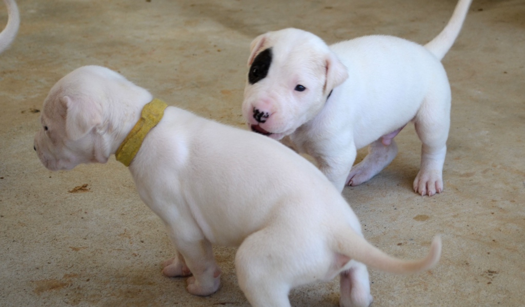 Playful puppies Dogo Argentino