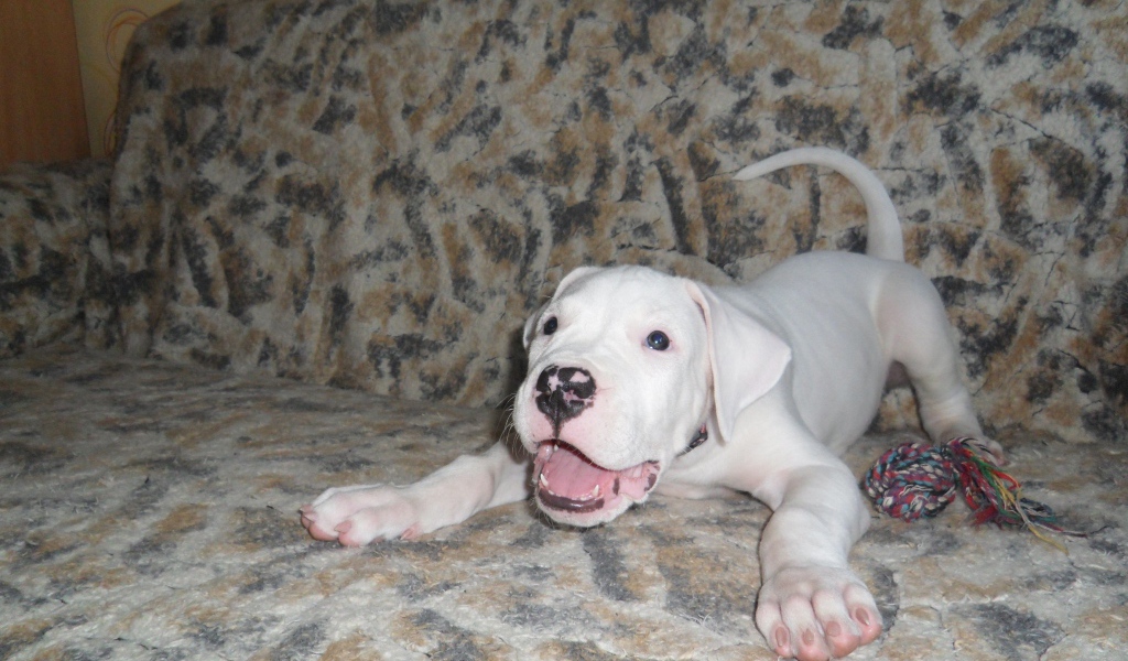 Игривый щенок аргентинского дога